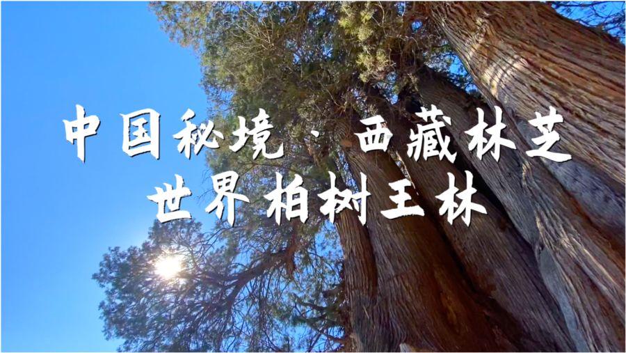 忍者鲨鱼